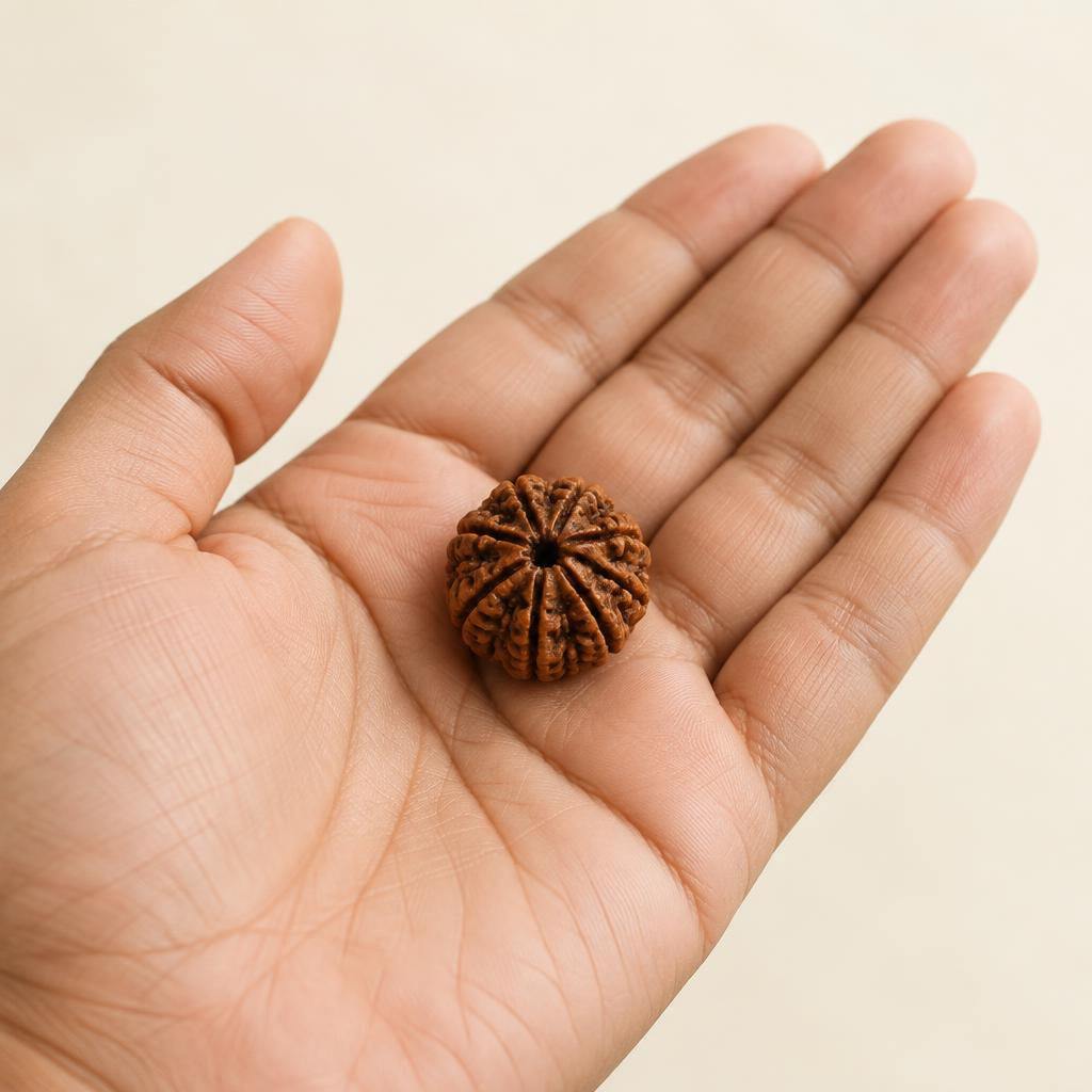 2 Mukhi Rudraksha — Nepal origin Rudraksha bead, view 1